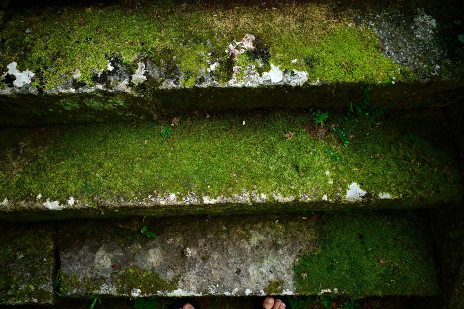 Worn stone steps covered in green moss.