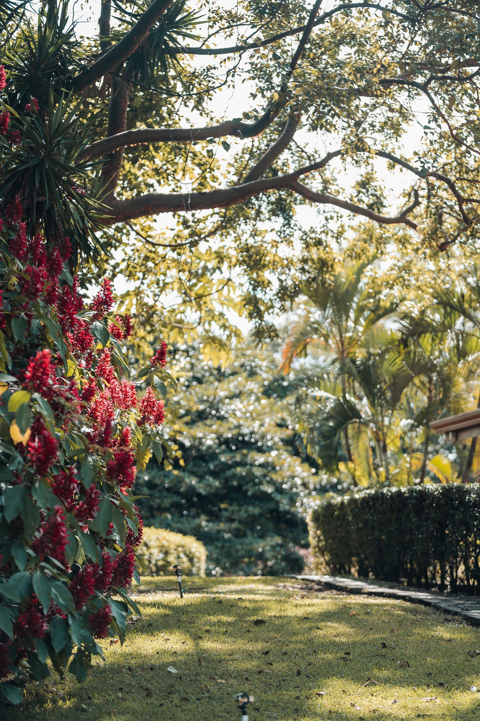 Un árbol amplio que se arquea sobre un césped soleado bordeado de flores rojas en los jardines de Atenas.