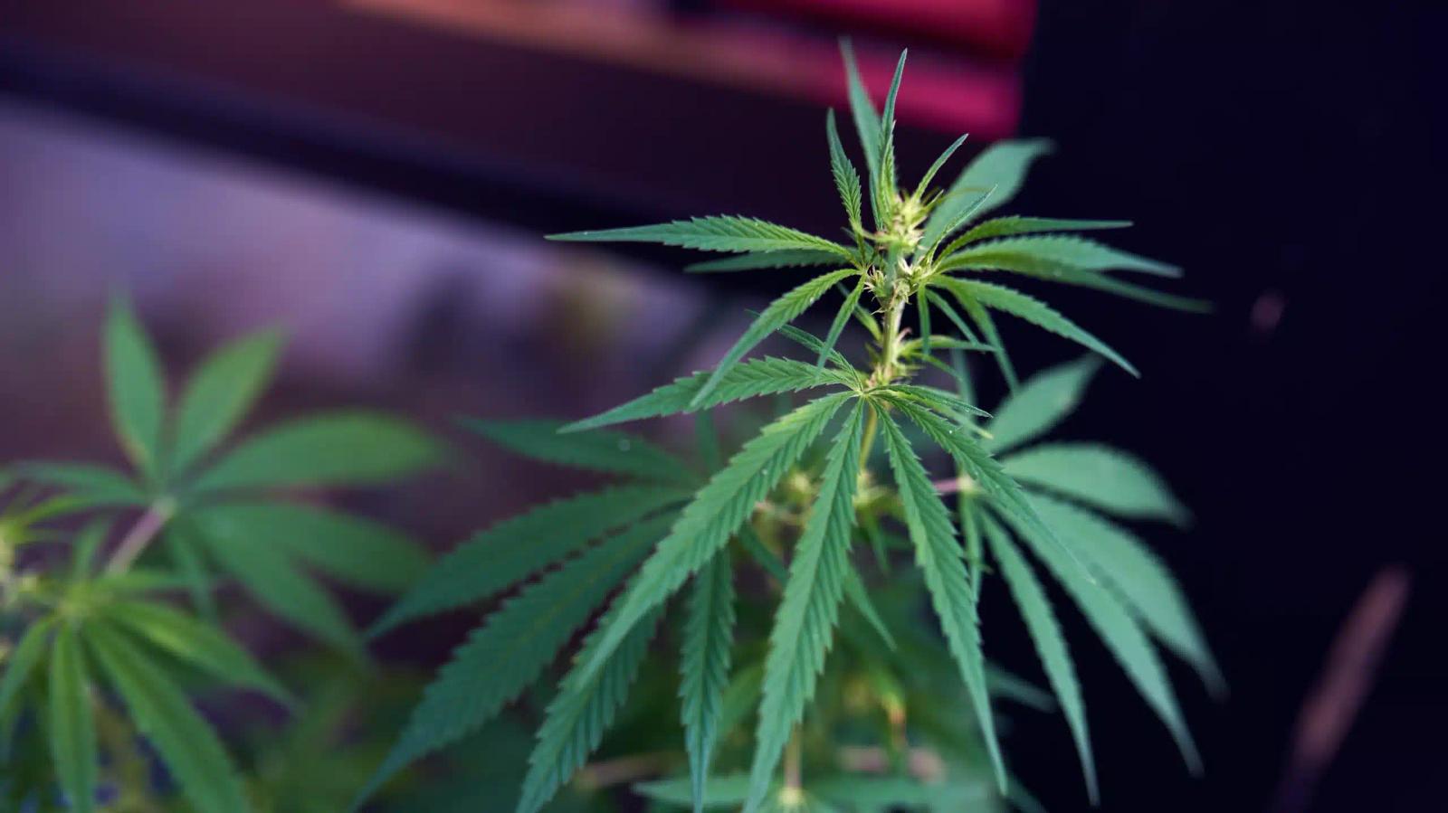 Marijuana
