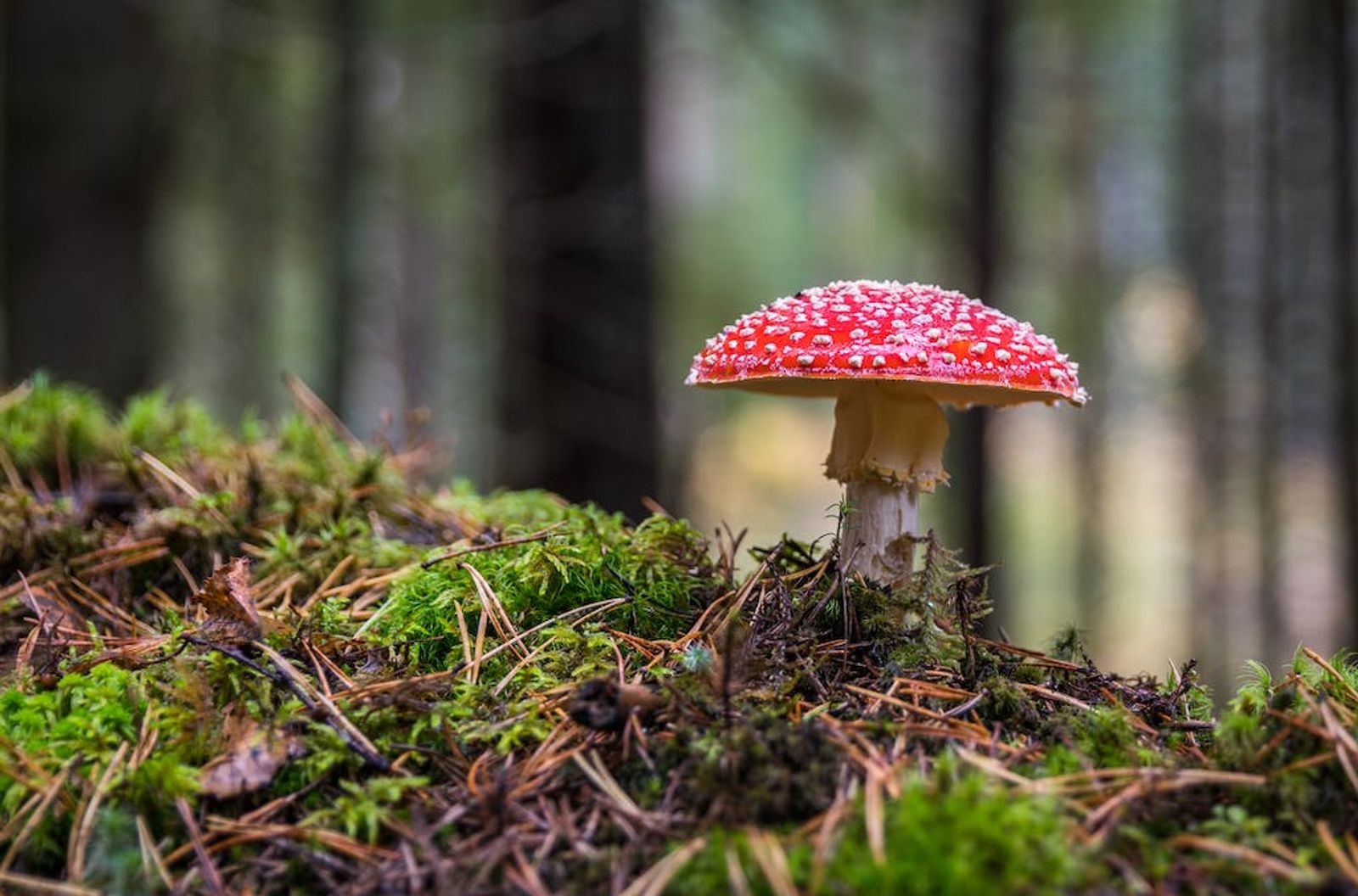 mushroom-in-system-3