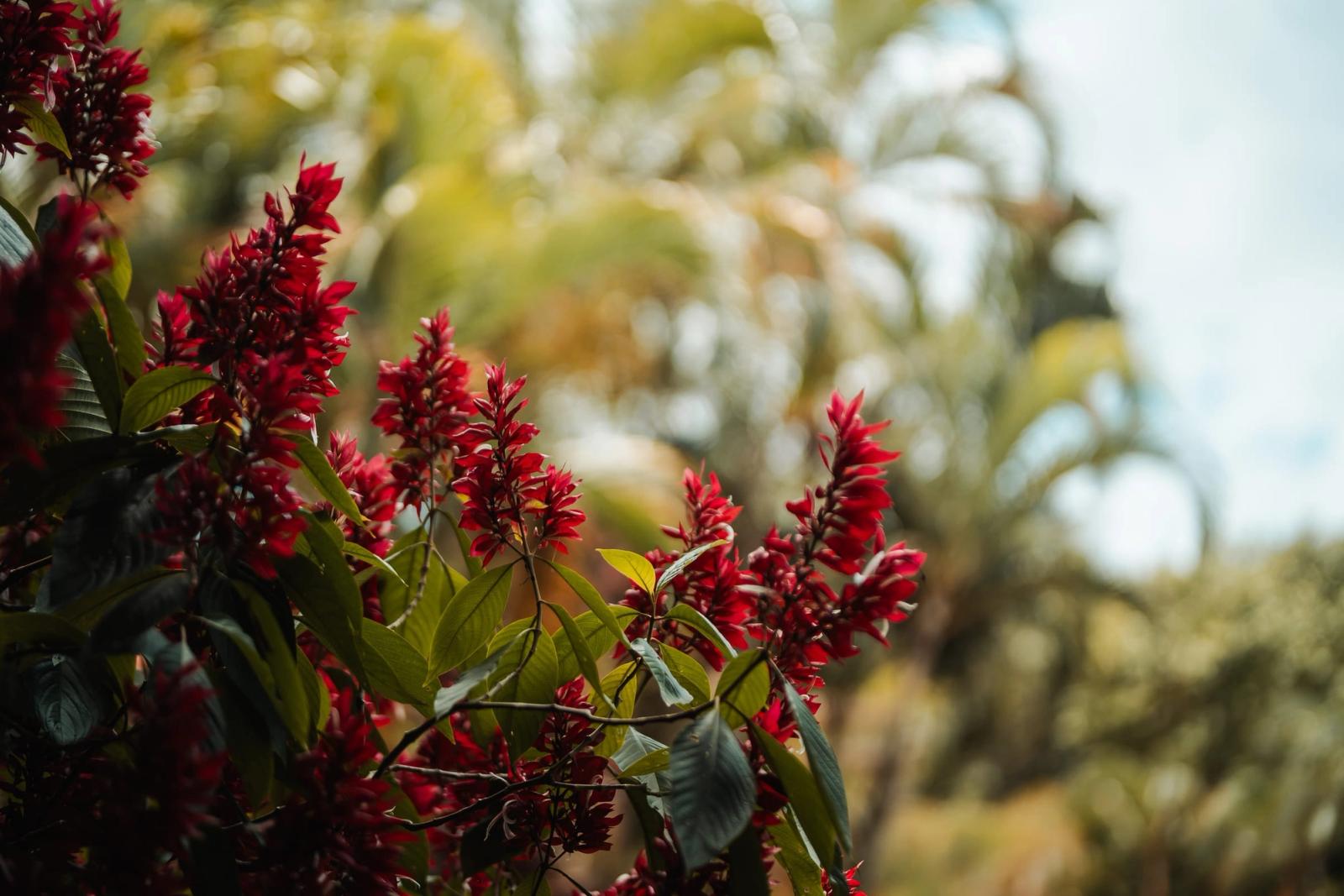 Red tropical blooms in sharp focus against a soft background of palms and sky.