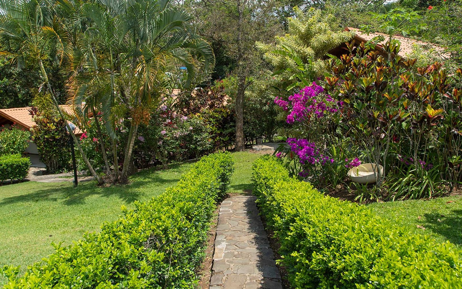 A stone path through the Riverside gardens, bordered by hedges and bougainvillea.