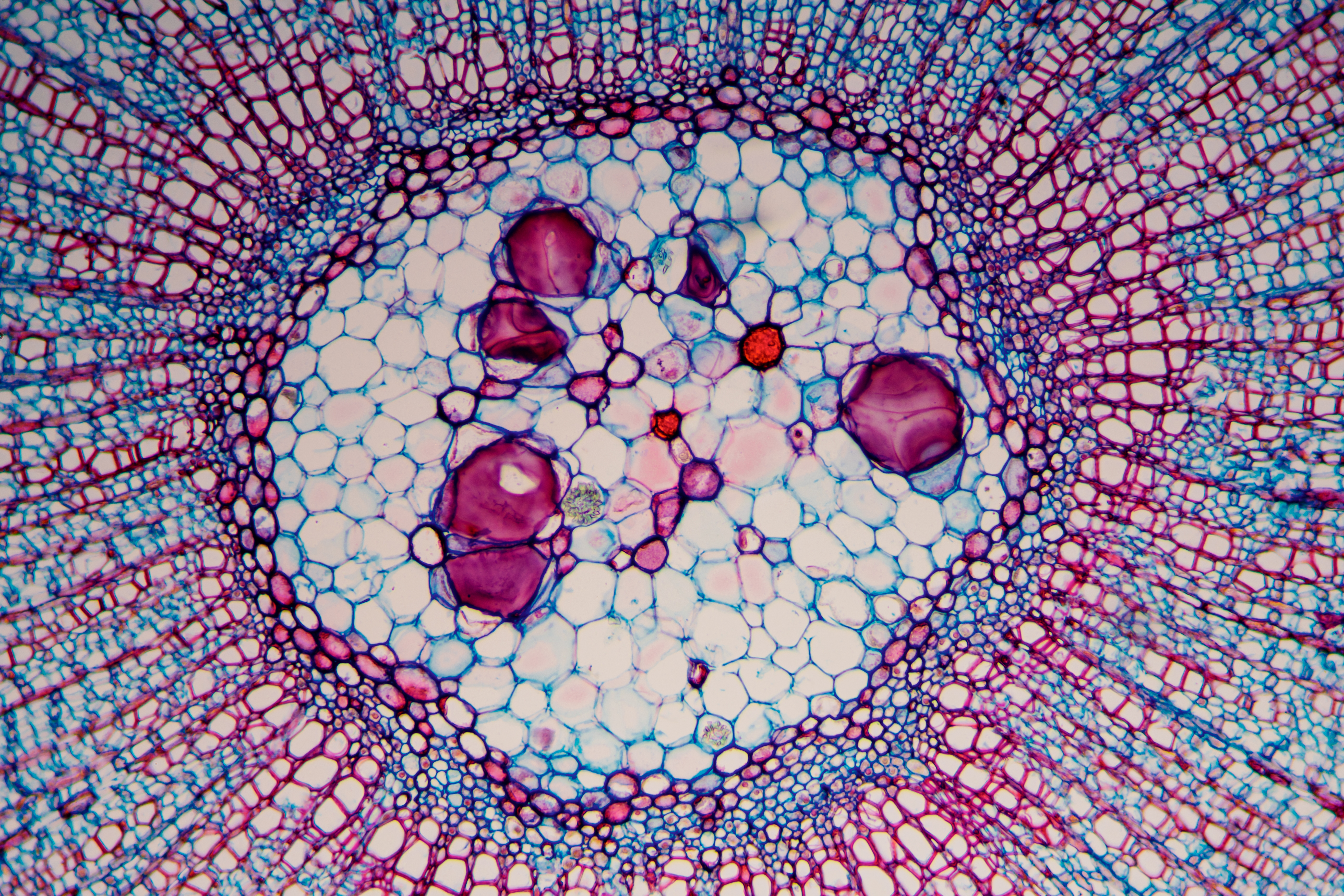 Blue purple pink white tight microscope