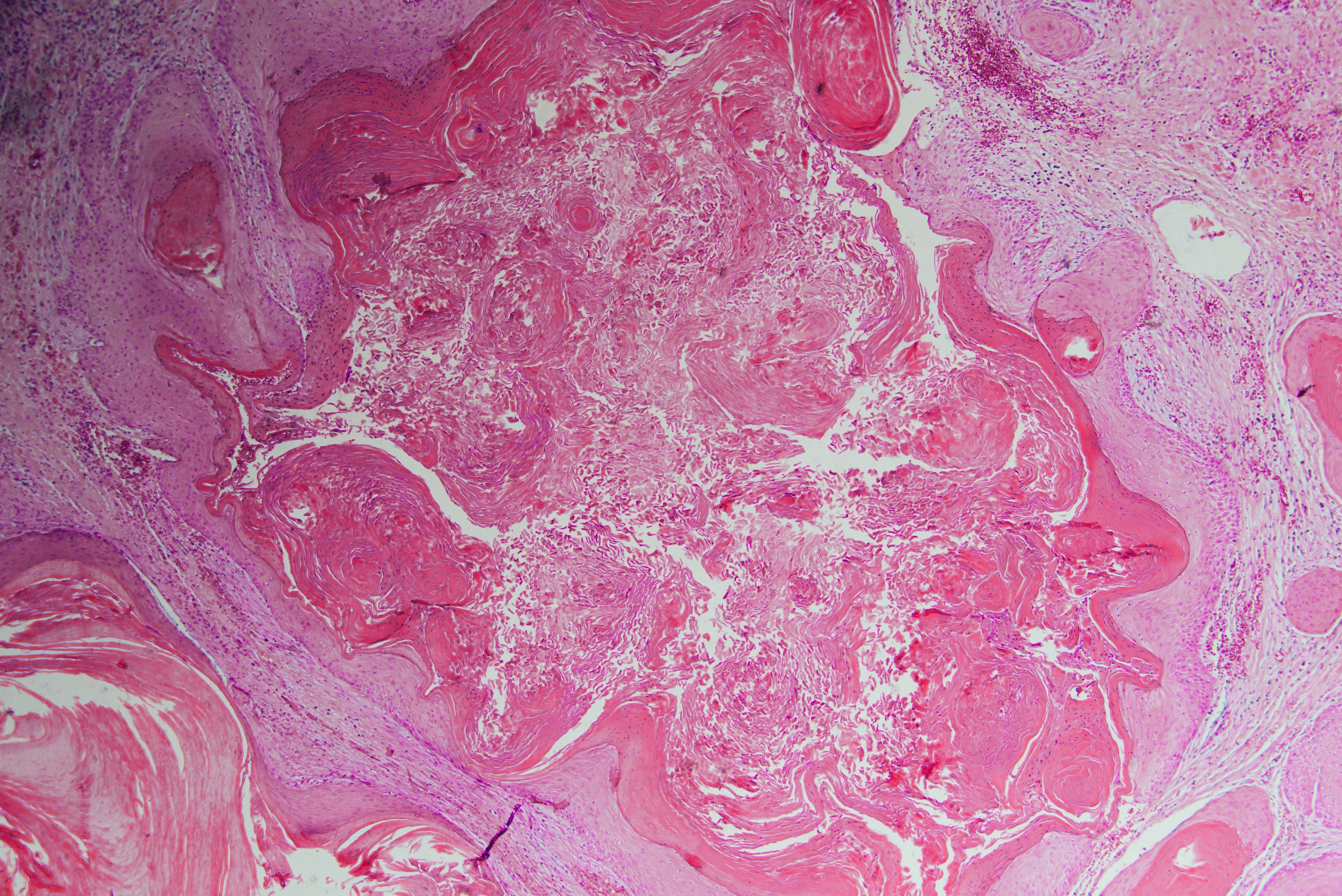 Pink white microscope