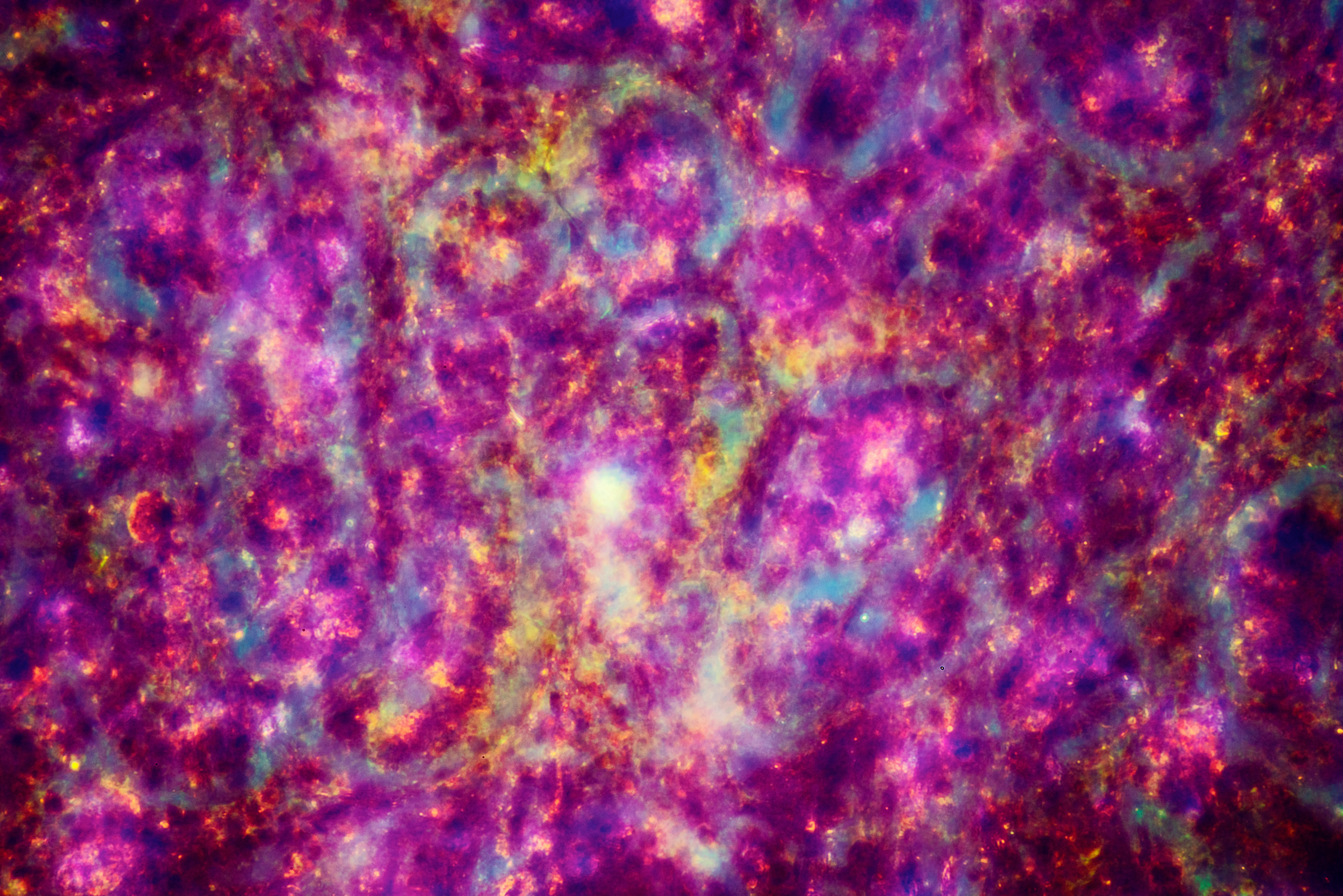Orange purple pink microscope