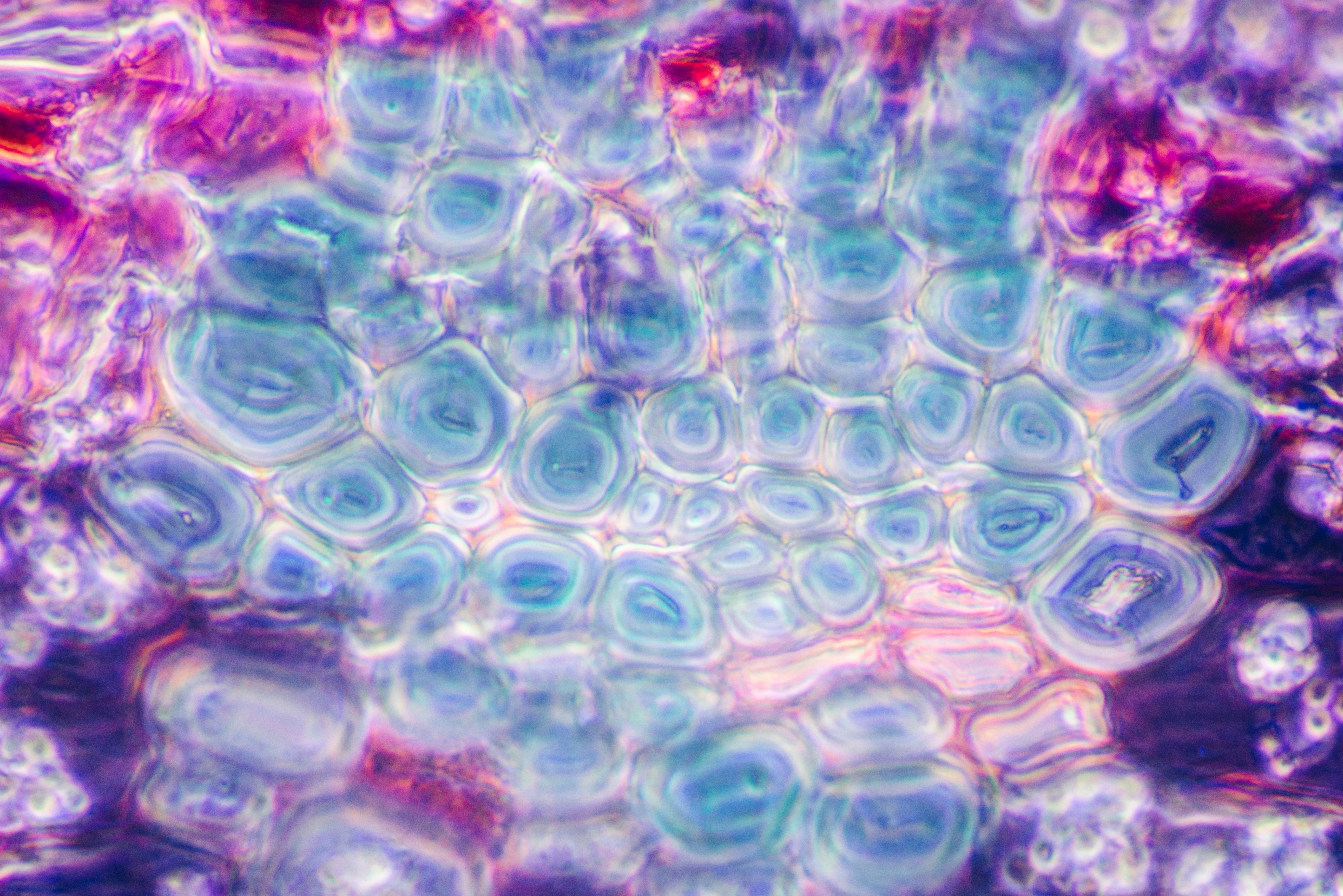 Purple blue white pink microscope