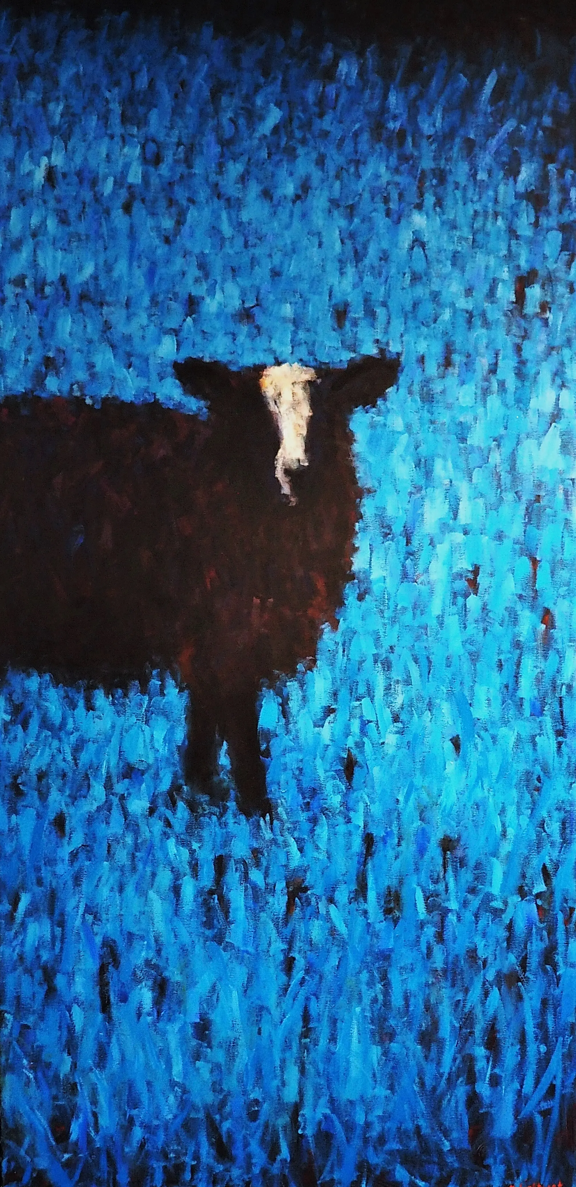 Jacobs Sheep, Turquoise