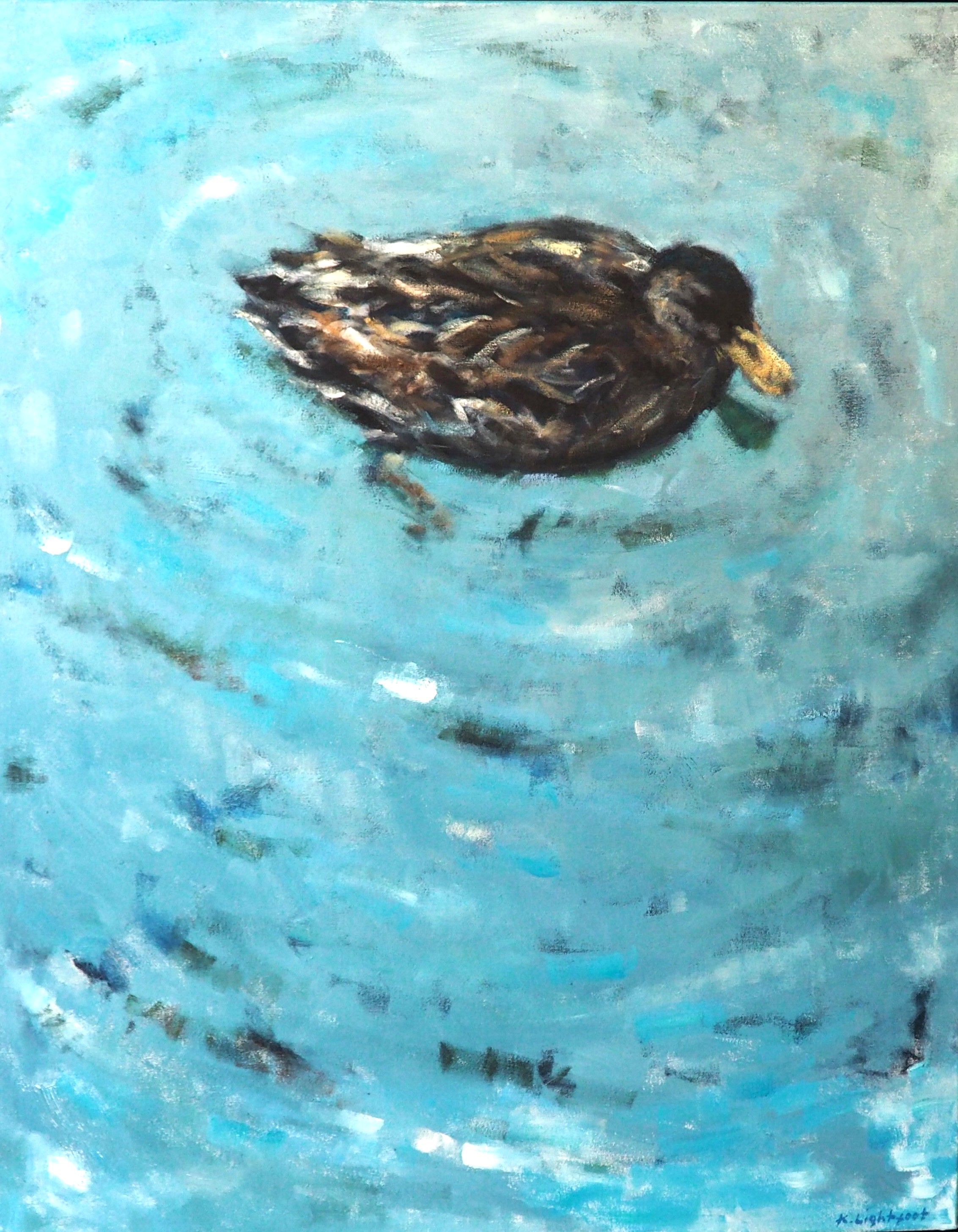 Duck, Salcombe Estuary