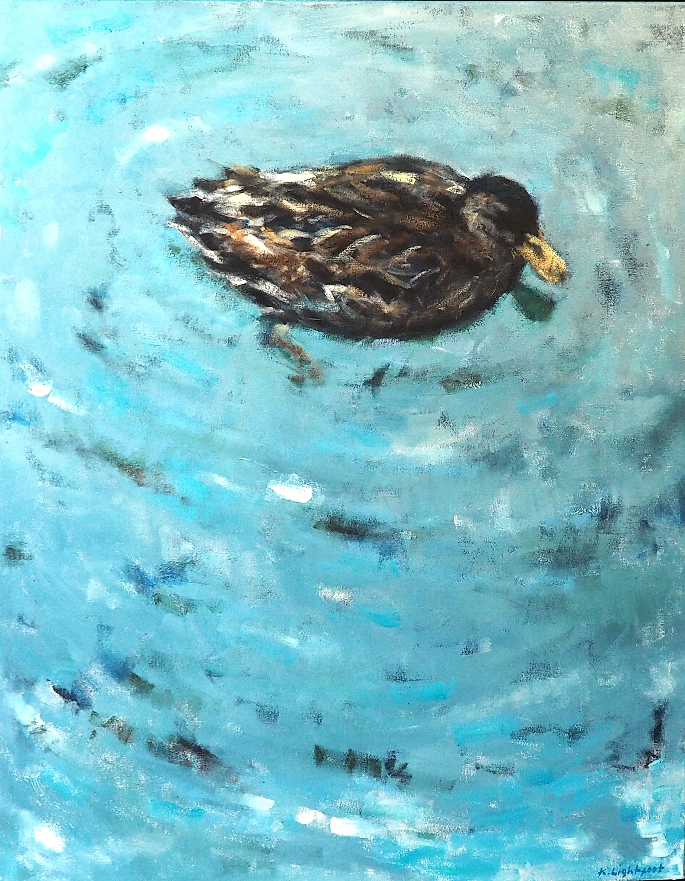 Duck, Salcombe Estuary