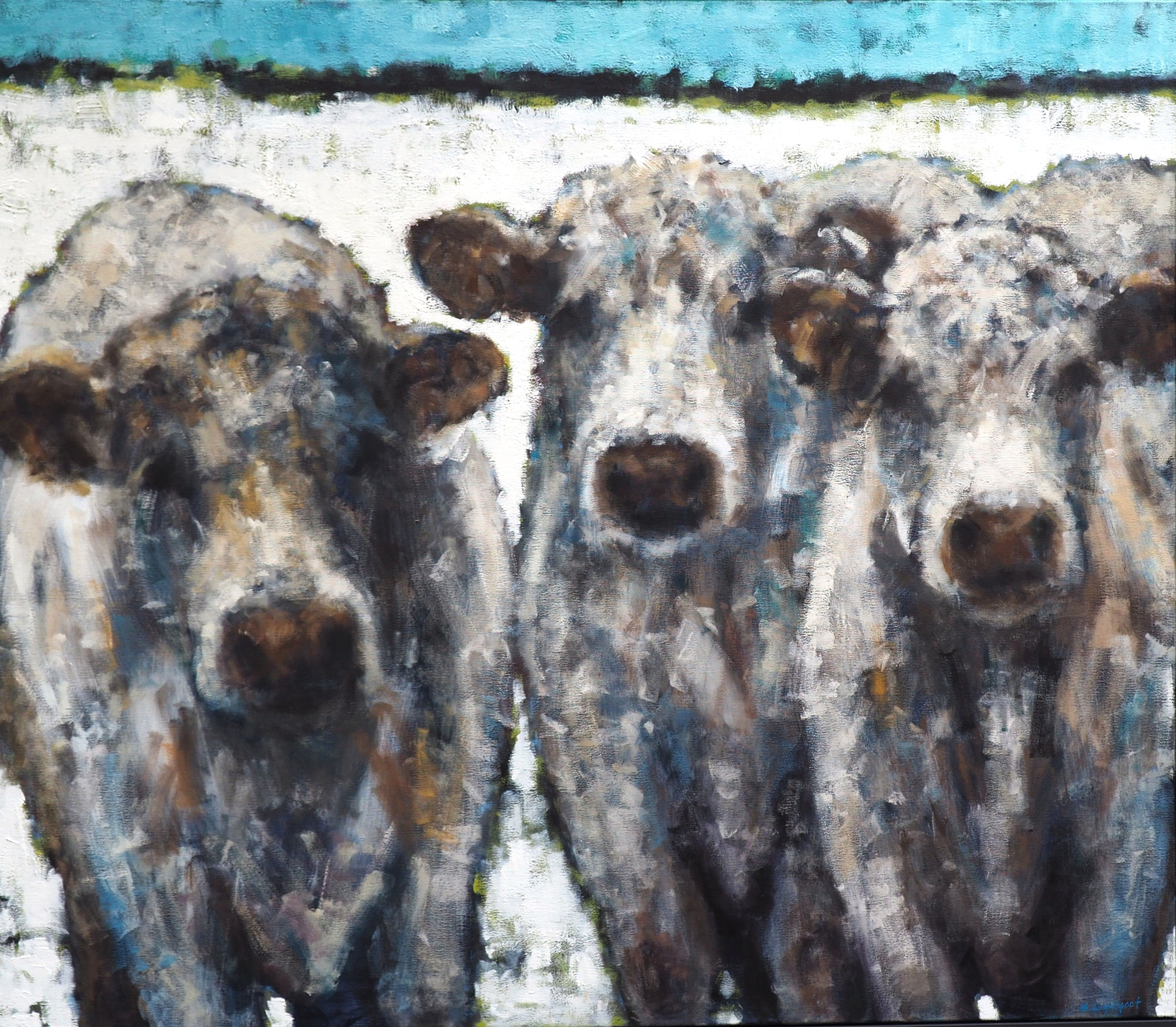 Three Charolais Cows
