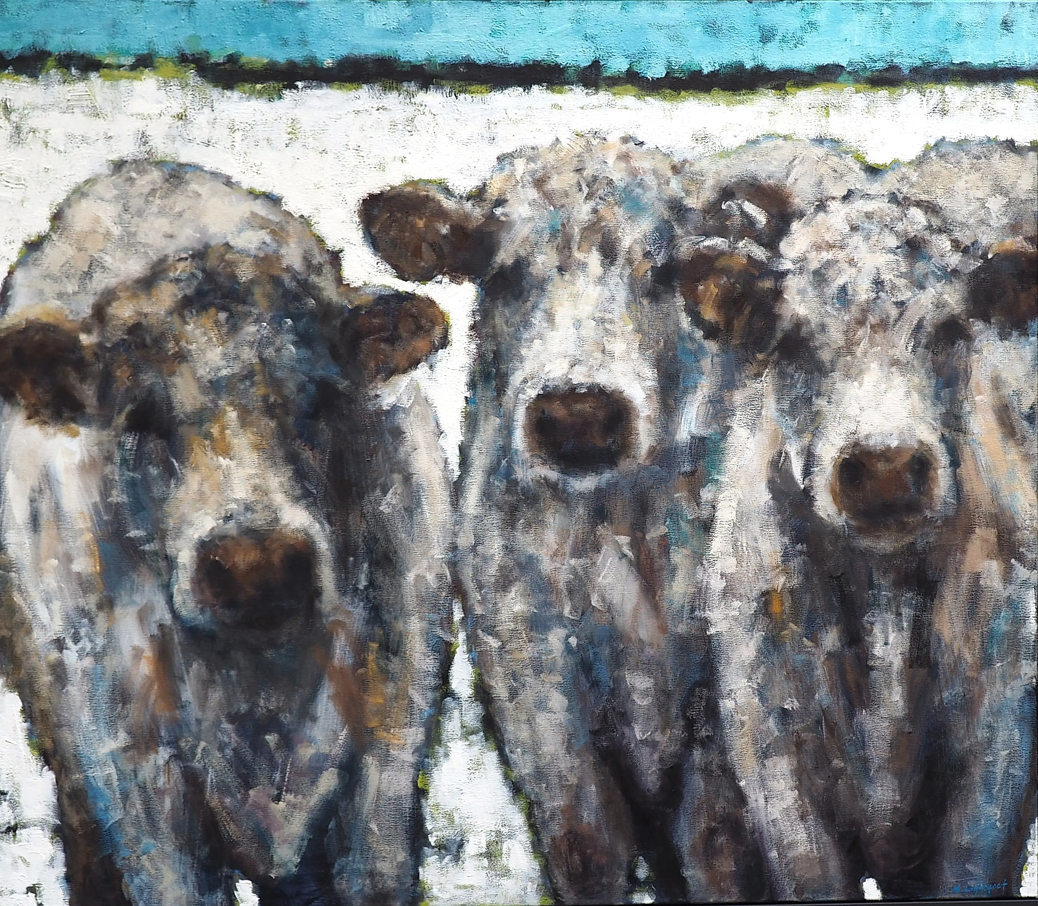 Three Charolais Cows