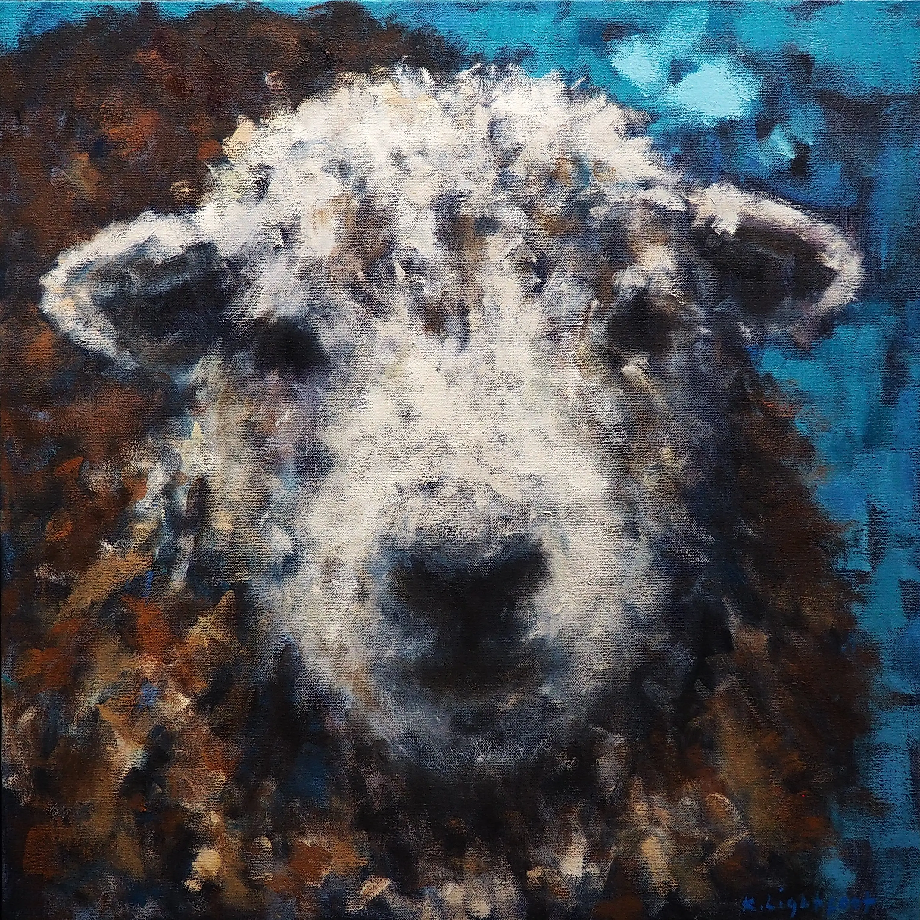 Herdwick, Blue