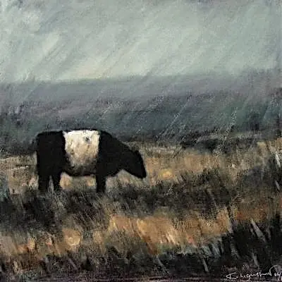 Belted Galloway