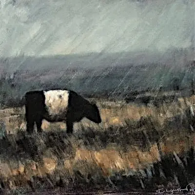 Belted Galloway