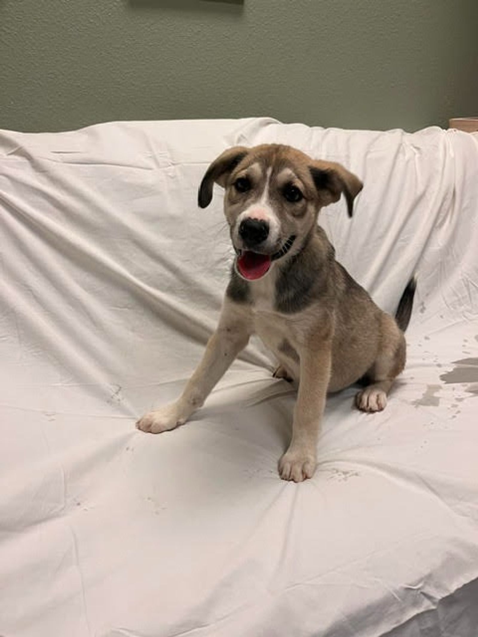 Sloan, listed for adoption by the Humane Society of the New Braunfels Area