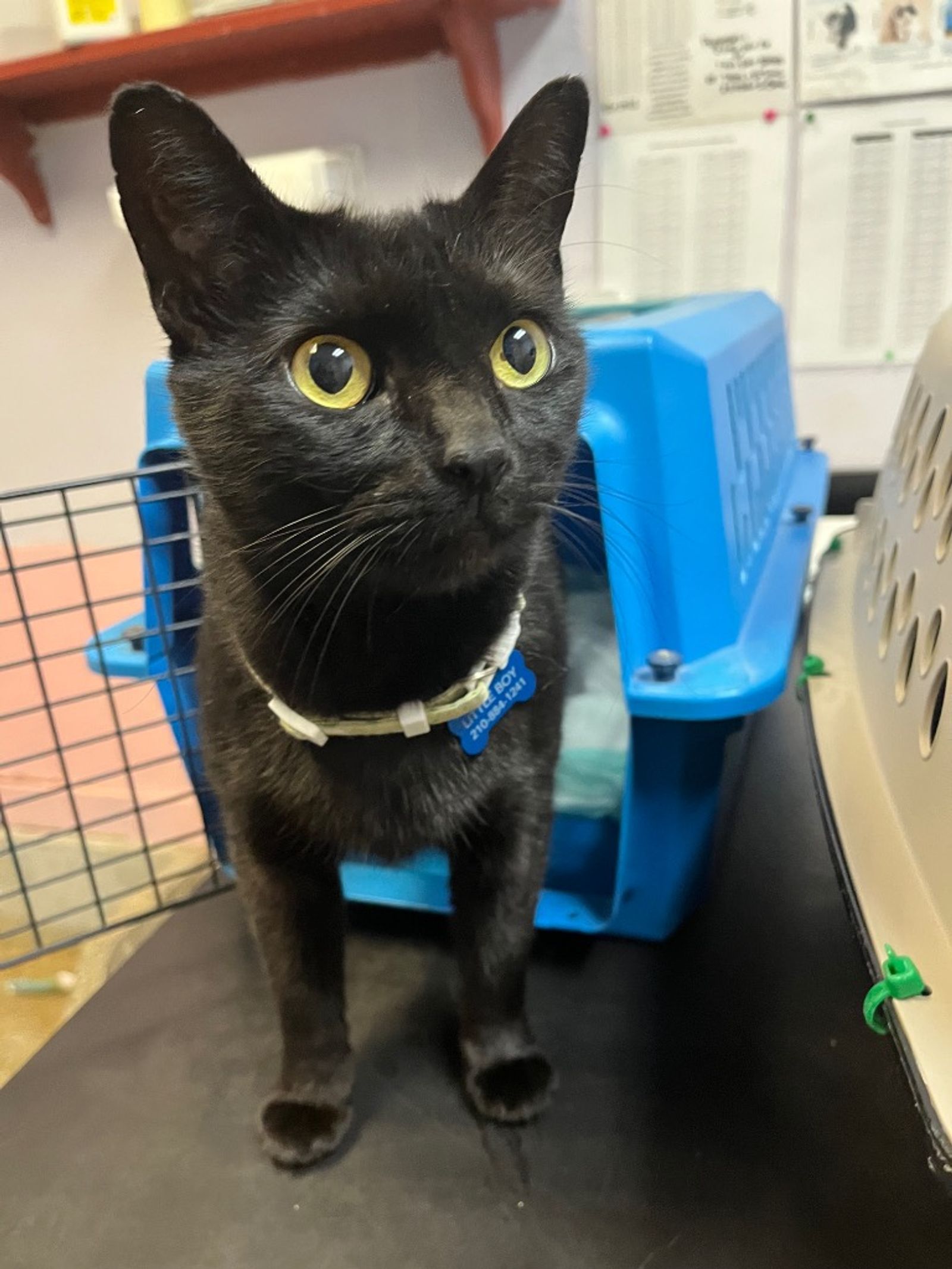 Little Boy Kit Tay, listed for adoption by the Humane Society of the New Braunfels Area