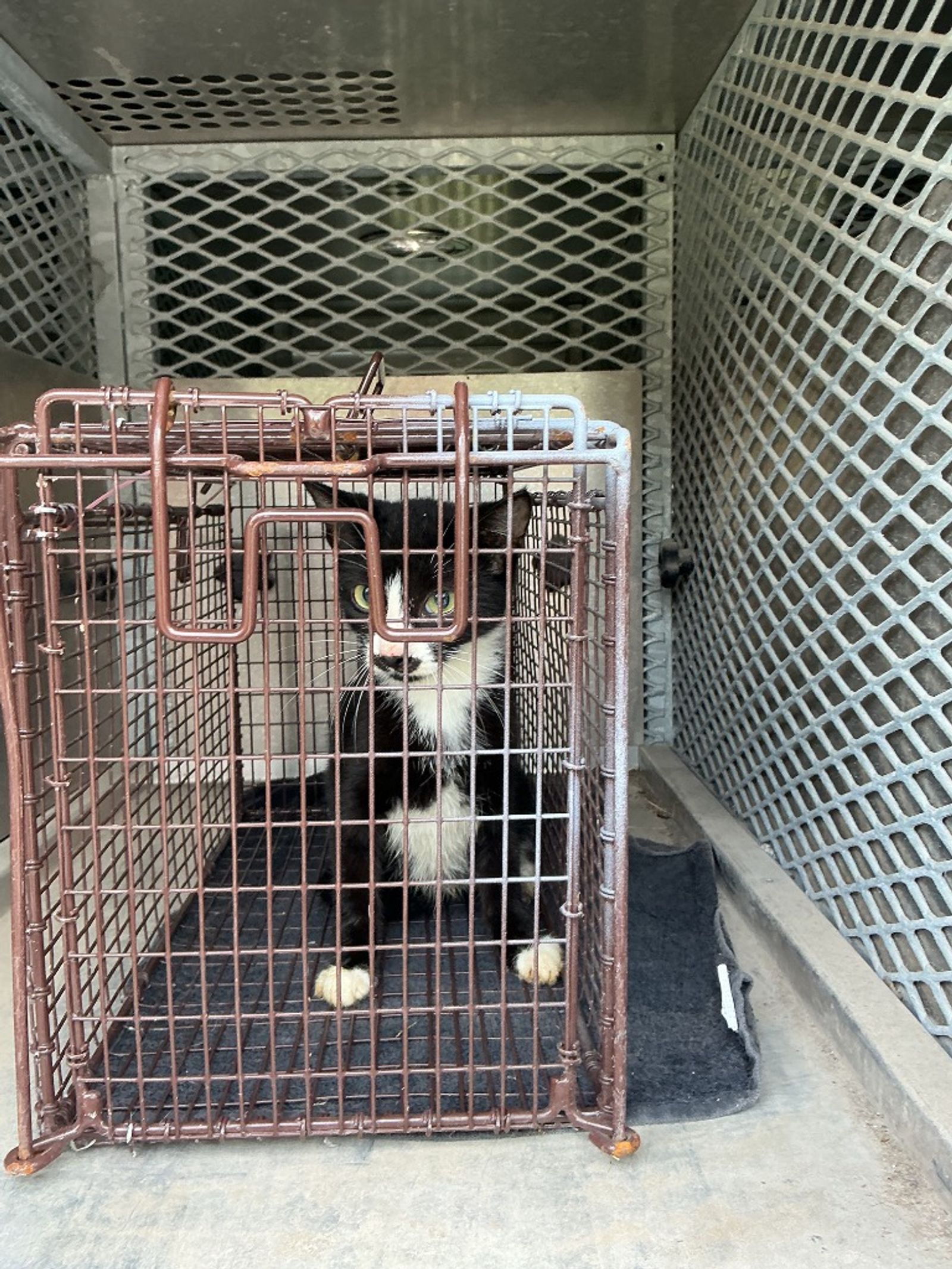 Antoinette Antonio, listed for adoption by the Humane Society of the New Braunfels Area