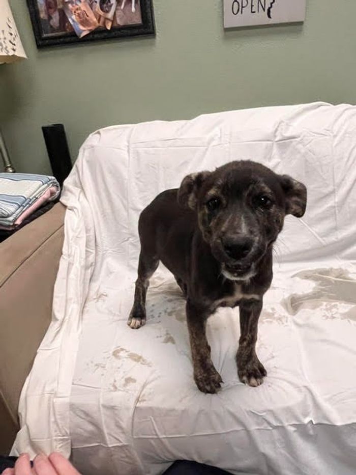 Liam, listed for adoption by the Humane Society of the New Braunfels Area