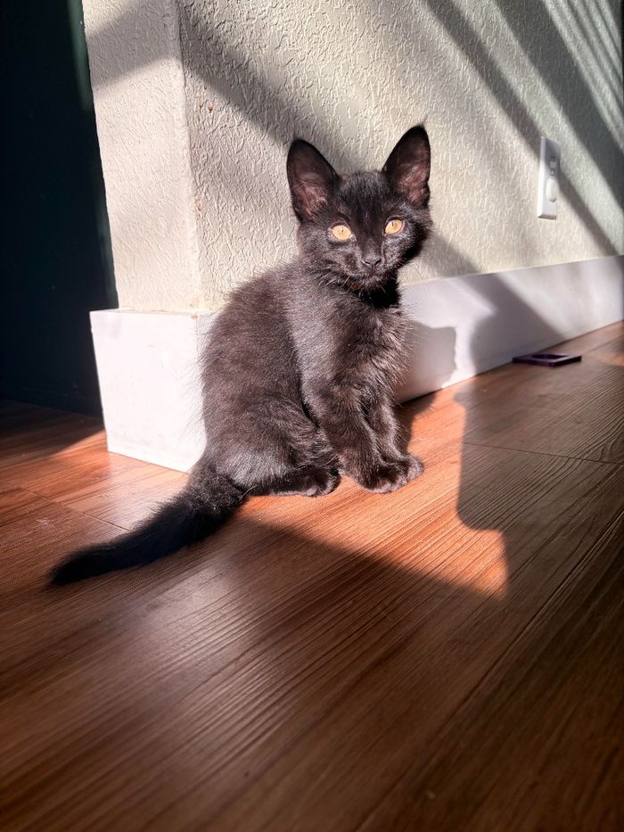 Apollo Bbq Sauce, listed for adoption by the Humane Society of the New Braunfels Area