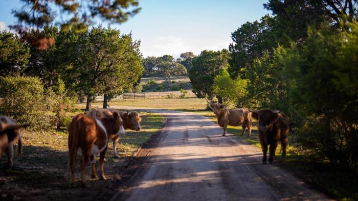 Grounds, listing photo 7 of 30, 520 Flying R Ranch Rd, Spring Branch, TX 78070