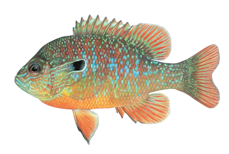 Longear Sunfish