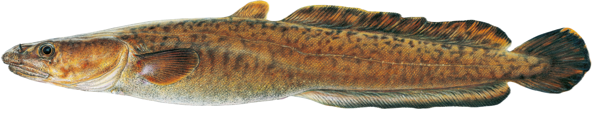 Burbot