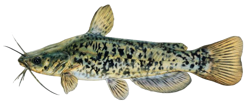 Brown Bullhead