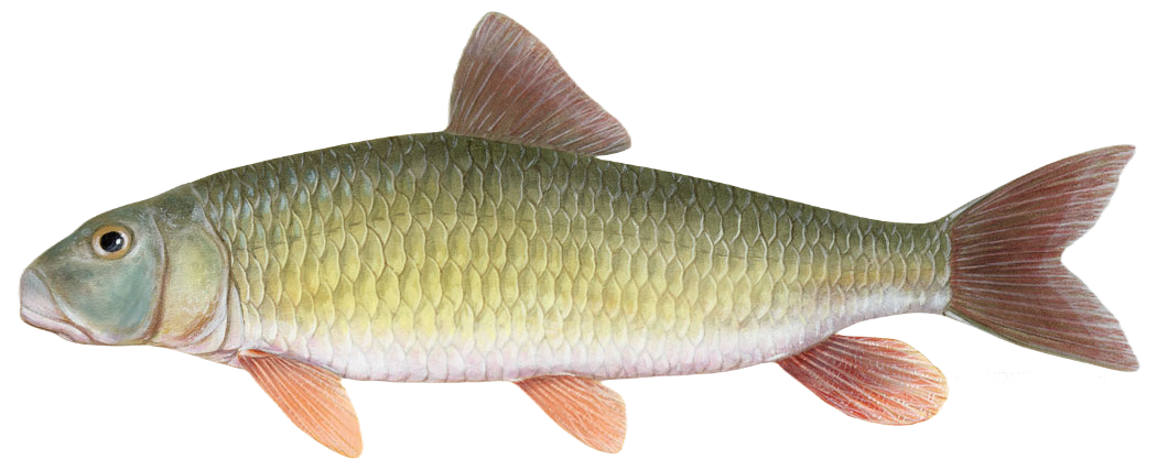 River Redhorse