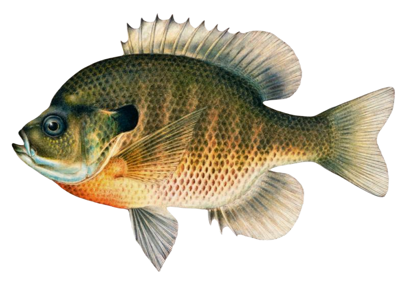 Bluegill