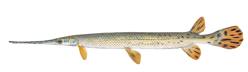 Longnose Gar