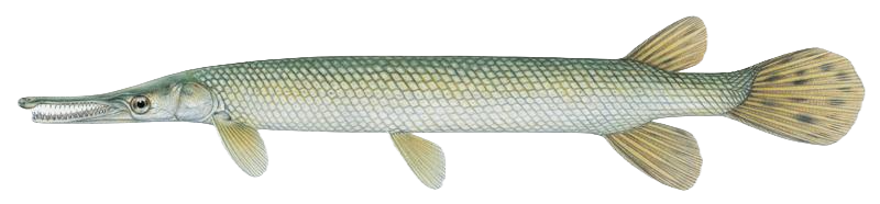 Shortnose Gar