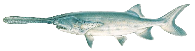 Paddlefish