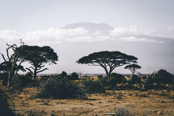 Serengeti: Killed by a falling coconut in Bagamoyo