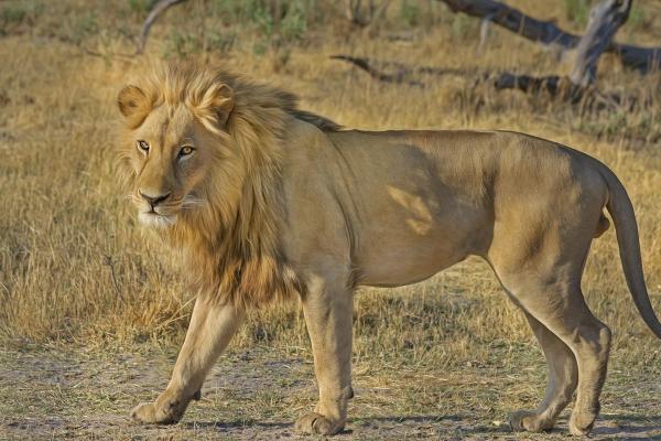 About Zimbabwe: Gonarezhou National Park