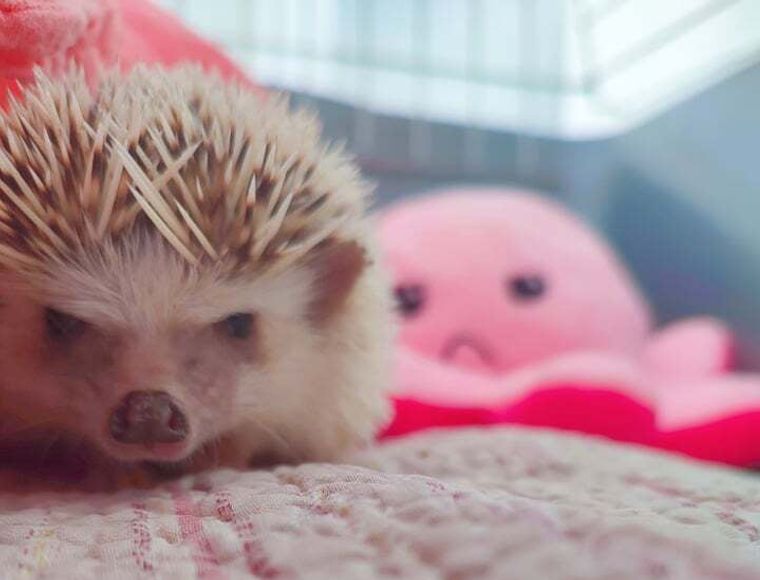 cute-hedgehog-laying