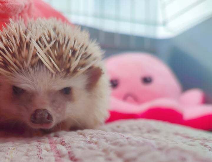 cute-hedgehog-laying