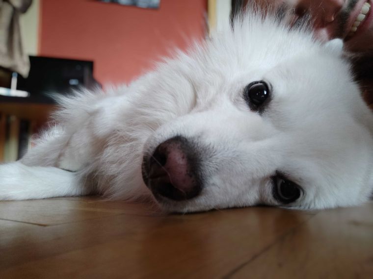 cute-white-dog-sleeping