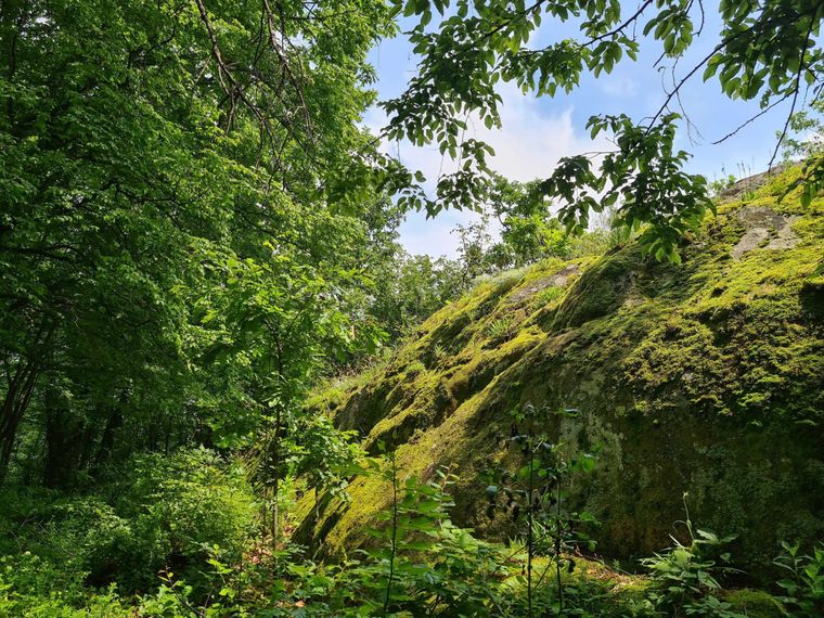 hill-and-the-forest