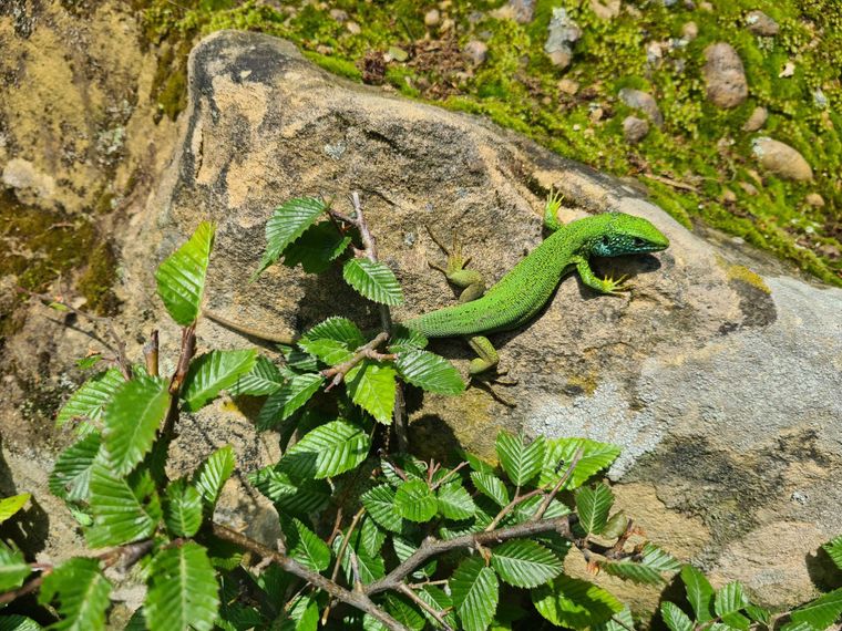 green-salamander