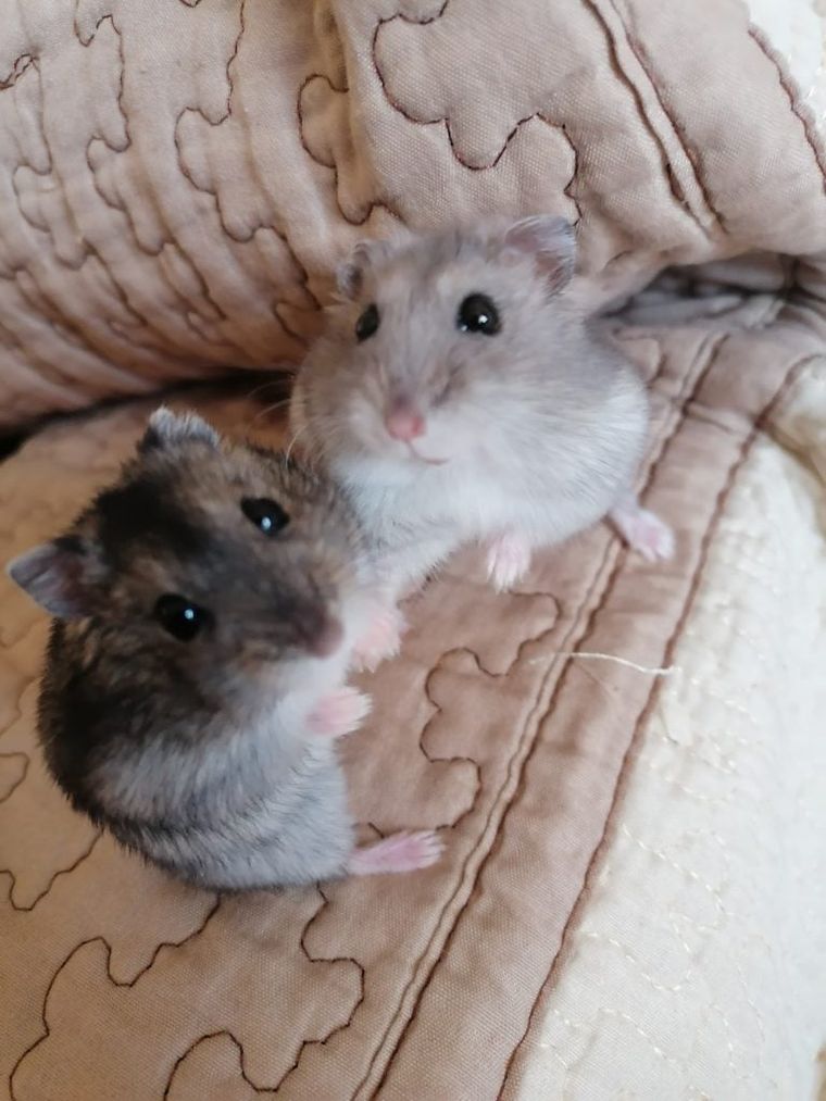 two-cute-gerbils-looking-at-the-camera
