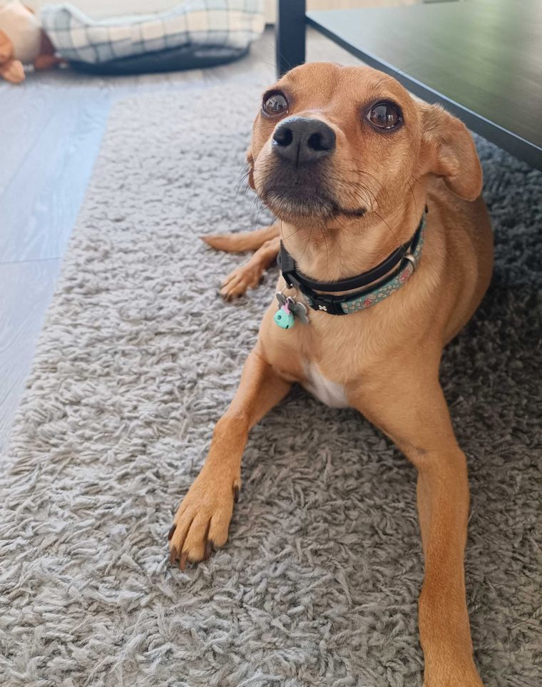 cure-small-dog