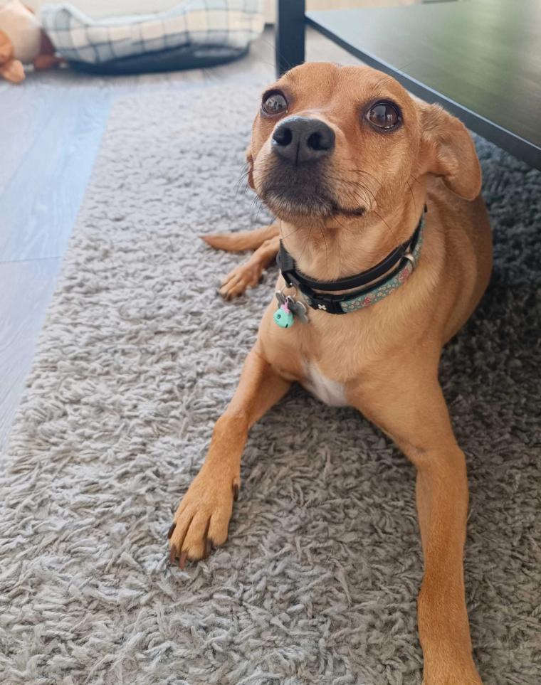 cure-small-dog