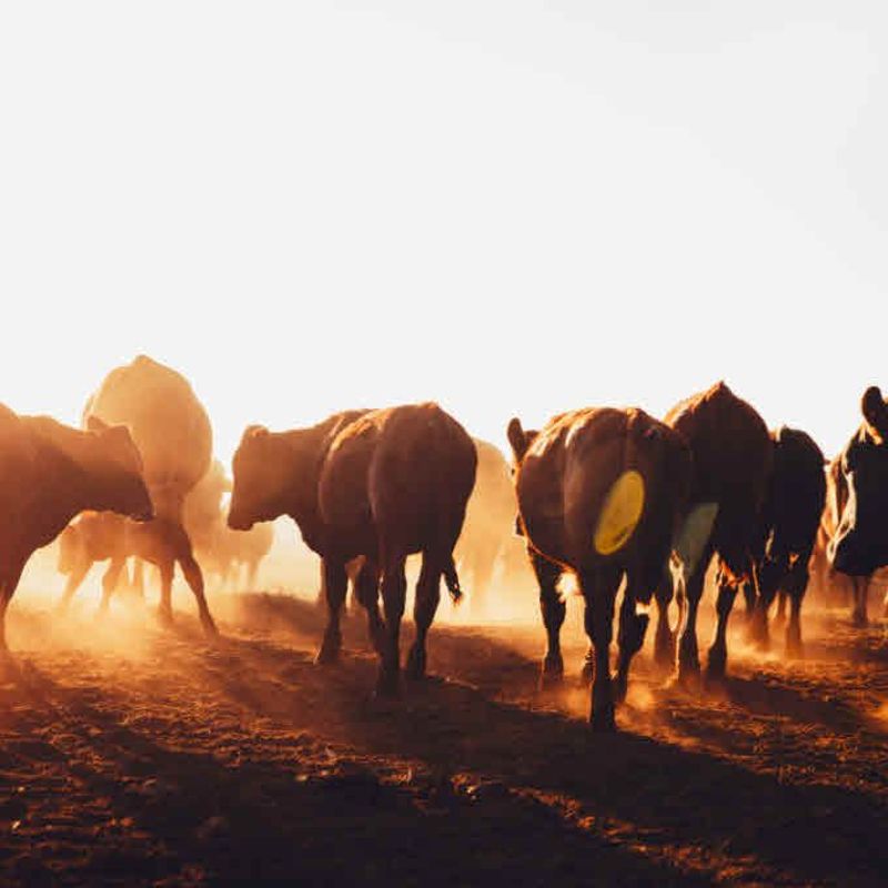 The Dangers of Following the Herd: Is the Performance Review Really the Problem?