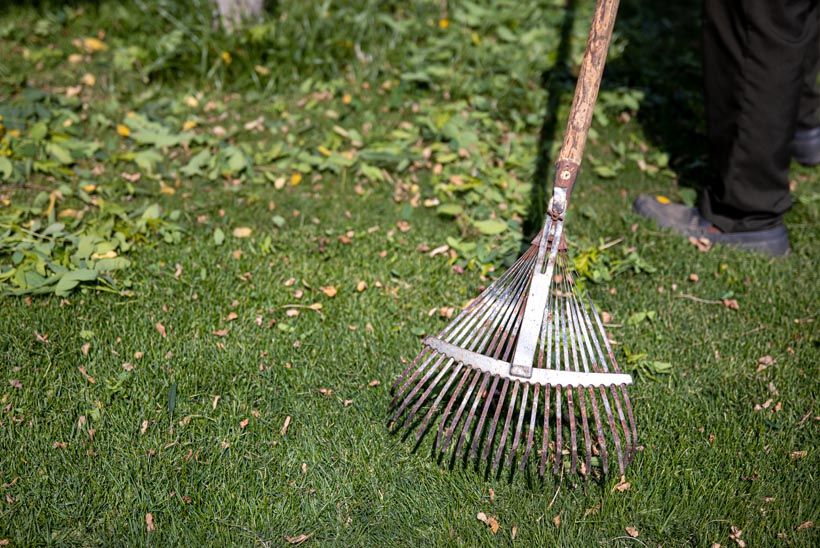 Dethatching