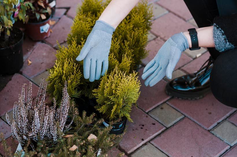 Plant Health Care