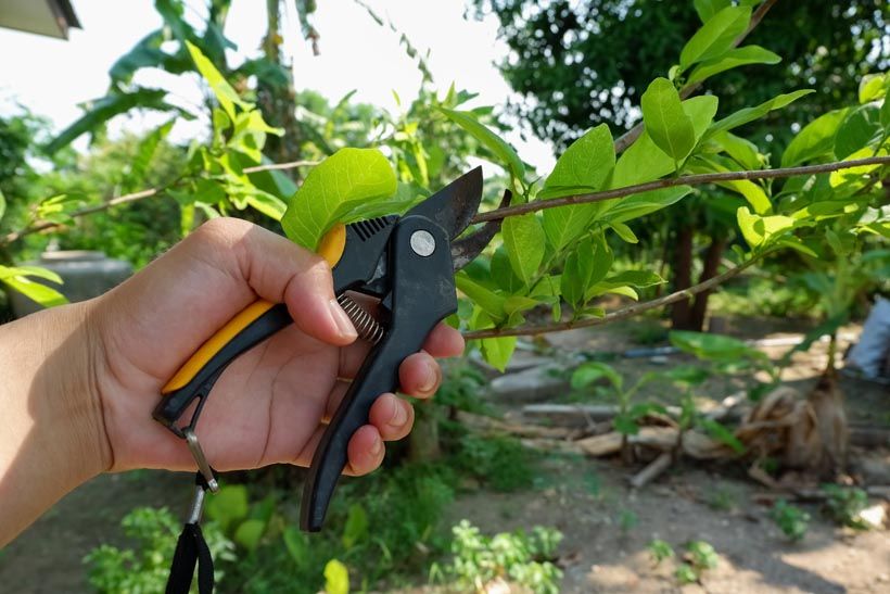 Pruning