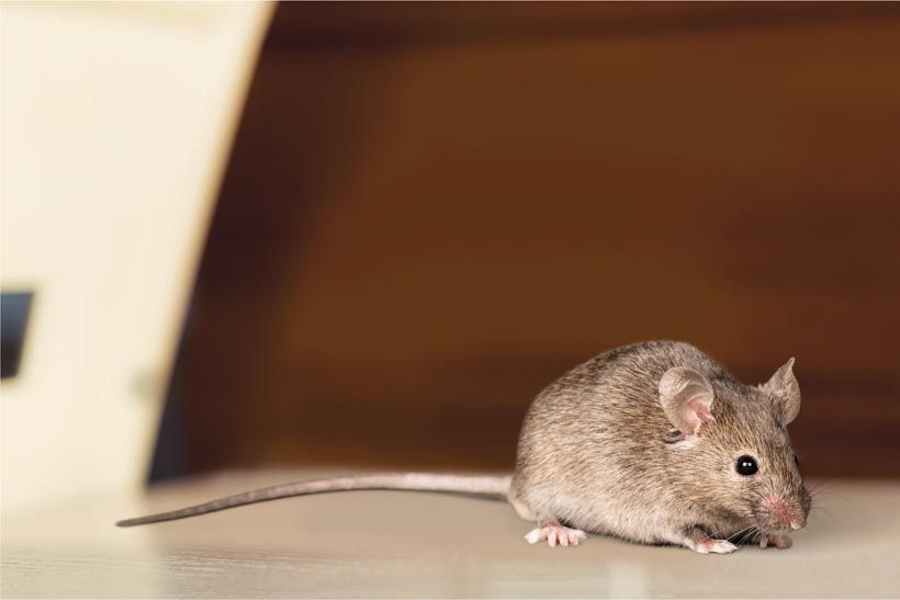 Rodent Control
