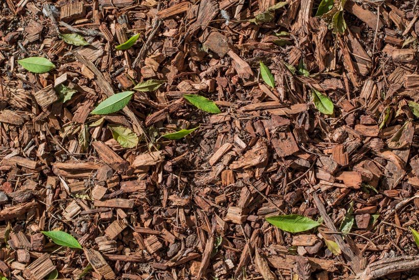 Bark Spreading