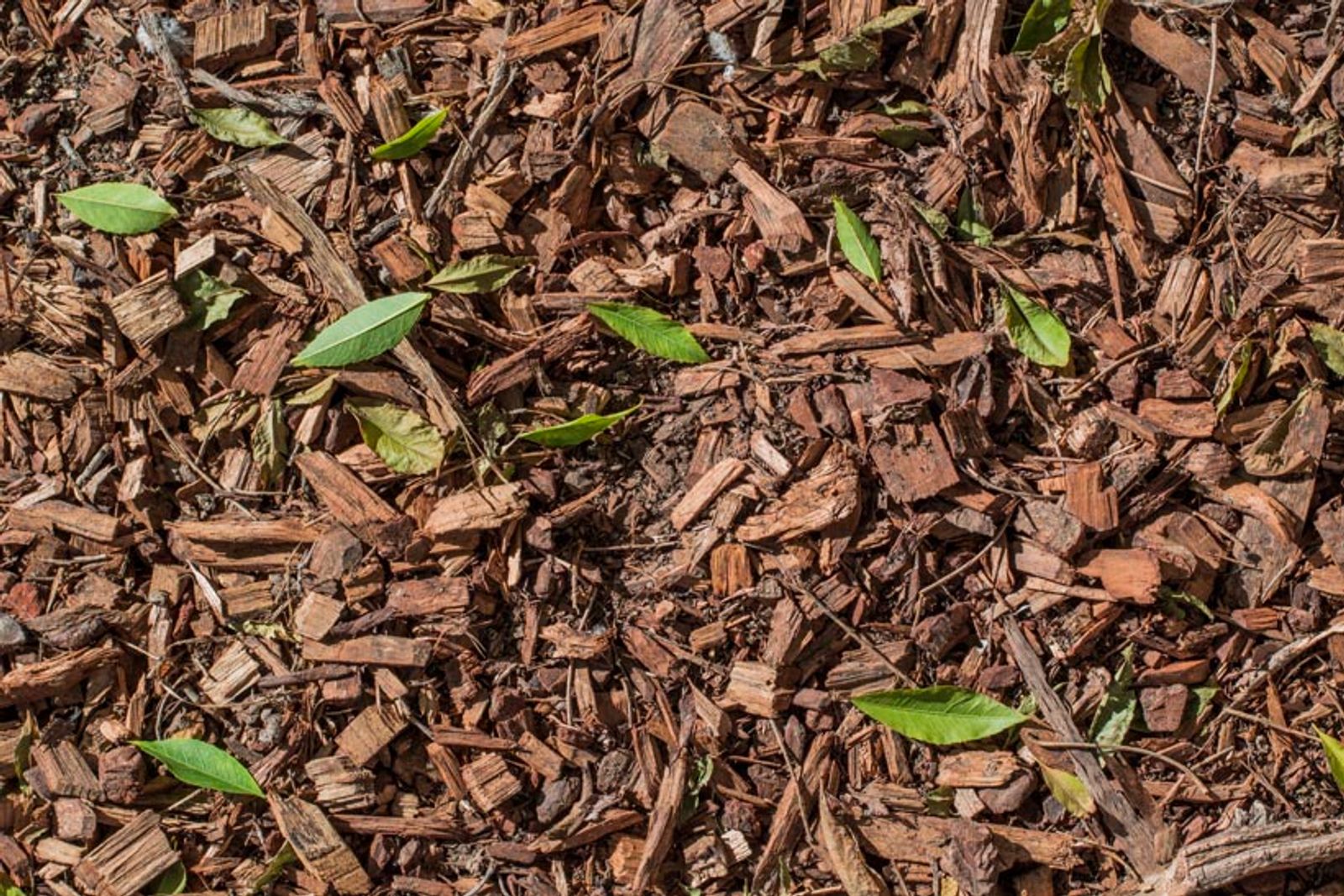 Bark Spreading