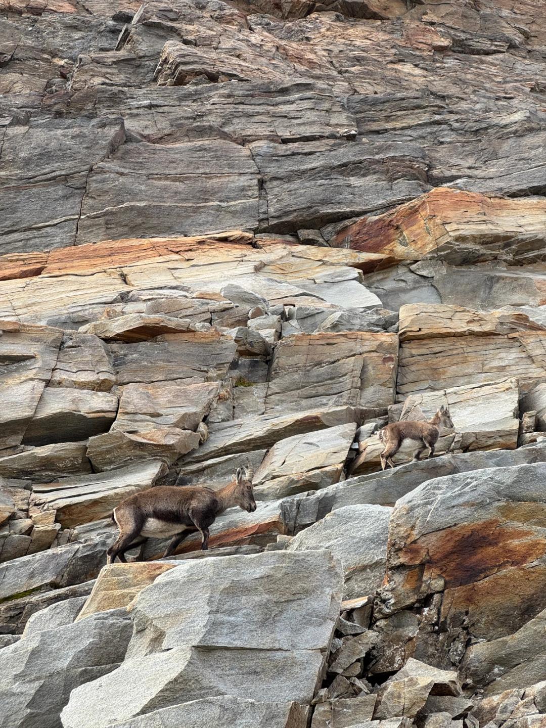 ibex photo